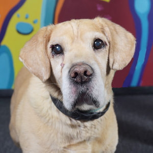 Fundraising Page: Joan Egeler